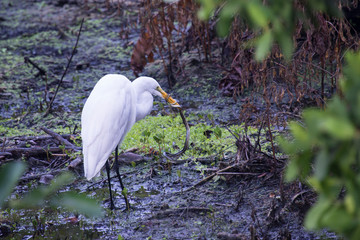 Great Egret with snake which it has caught to eat