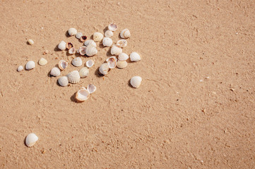 Pile of seashels on a red sand of Azove sea
