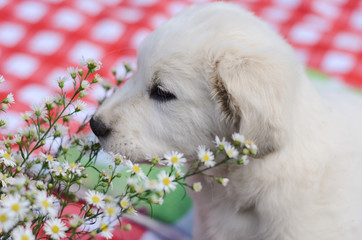 White dog puppy sniffing flowers.