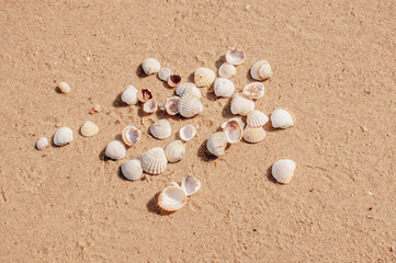 Fototapeta na wymiar Pile of seashels on a red sand of Azove sea