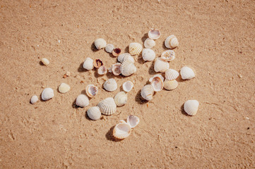 Fototapeta na wymiar Pile of seashels on a red sand of Azove sea