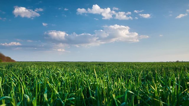 Timelapse of wheat field in the evening. Beautiful sunset with dark blue sky, bright sunlight and clouds.