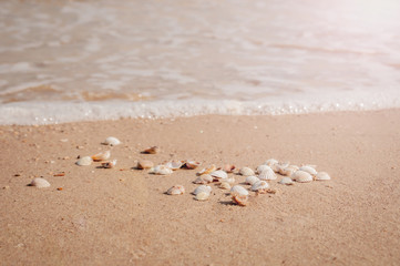 Fototapeta na wymiar Pile of seashells on a red sand lying in disorder