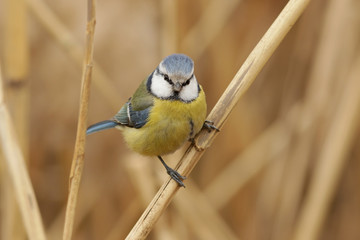 blue tit on a branch