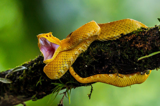 Eyelash Viper - Bothriechis schlegelii, beautiful colored venomous pit viper from Central America forests, Costa Rica