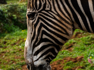 zebra looking at you