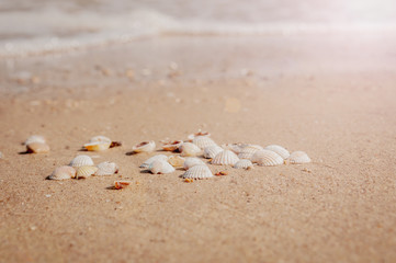 Pile of seashells on a red sand lying in disorder