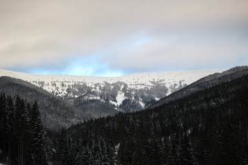 The ski slopes in the Carpathian mountains. Lifts near the Christmas trees.