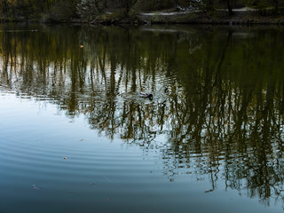 Fototapeta na wymiar duck in a lake
