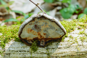 Baumpilz an einer alten umgestürzten, mit Moos bewachsenen Birke