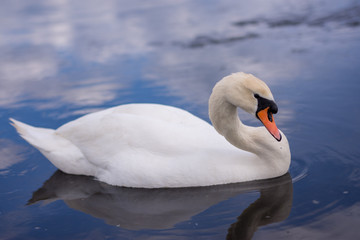 swan, white, swans, lake, water, sea, beautiful, bird, nature, blue, background, pond, light, animal, graceful, love, beauty, elegance, reflection, wild, romance, wildlife, calm, wing, feather