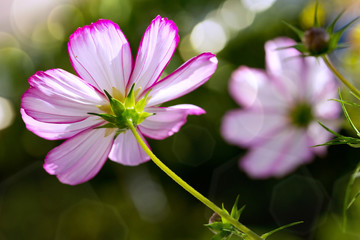 Macro Shot of white pink Cosmos flowers