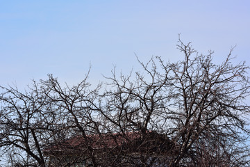branches of an old apple tree on the background of the roof of a rural house