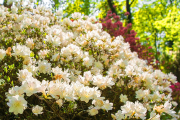 Flowers on a white Azalea bush growing in partial shade in a garden in north east Italy