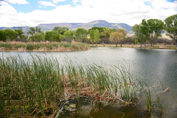 Reflections in Arizona