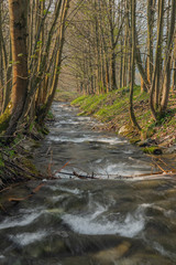 Branna river in spring sunny evening with fresh green grass in alley