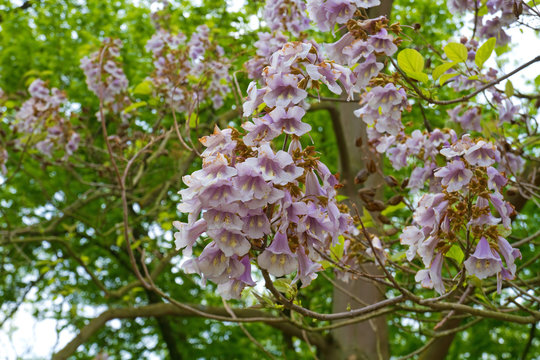 Blauglockenbaum mit Bl&uuml;ten