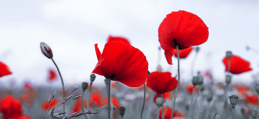 Red poppies isolated on a blurred gray background.
