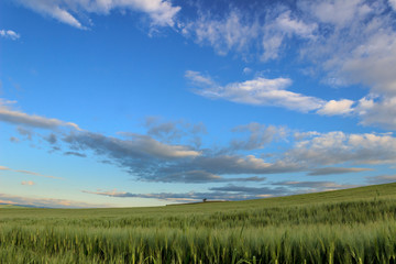 Hilly landscape with corn field immature dominated by clouds. ITALY.