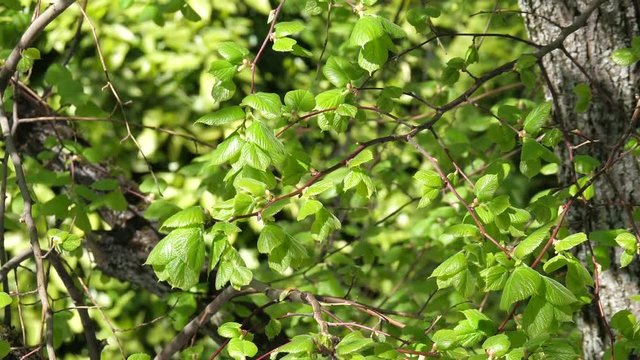 Lindenbl&uuml;tenbaum