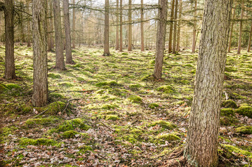 Fototapeta premium Sunrays shining through the pine trees in a forest with mossy ground cover near Valkenswaard, The Netherlands