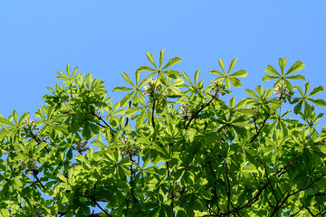 Large group of branches with fresh white chestnut white flowers and green leaves in a garden in a sunny spring day, view from below towards clear blue sky