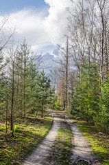 Obraz premium Two-track dirt road in a pine forest near Valkenswaard, The Netherlands, with spectacular cloud formations in the background