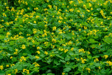 Background with yellow flowers and green leaves of Chelidonium majus, commonly known as greater celandine, nipplewort, swallowwort or tetterwort in a forest in spring