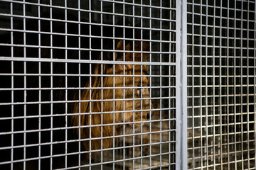 Wild male lion kept in cage inside a circus menagerie - animal abuse © MoiraM