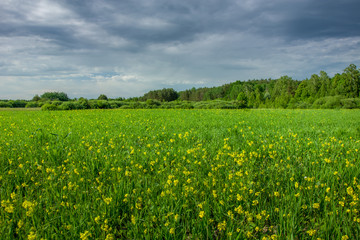 Green meadow with yellow flowers, forest on horizon and dark clouds on sky