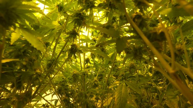 Cannabis, marijuana, weed, hanf, Indoor grow, master kush