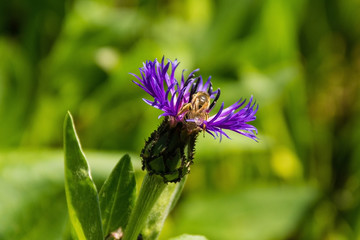 A Centaurea Montana flower with a bee, also known as perennial cornflower, mountain cornflower, bachelor's button, montane knapweed and mountain bluet
