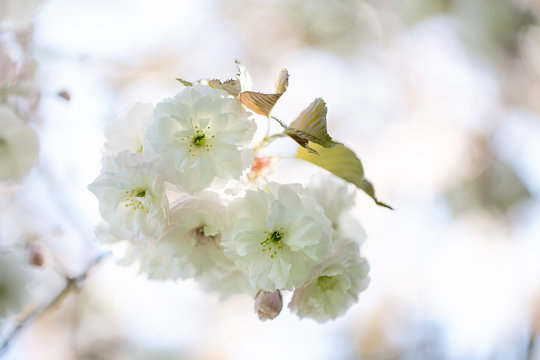 Cherry Blossoms