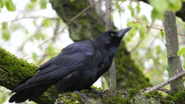 Kr&auml;he auf dem Ast im Baum
