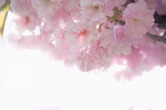 Cherry Blossoms