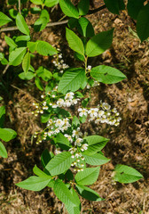 The snow-white flowers of the bird cherry against the background of spring greens.