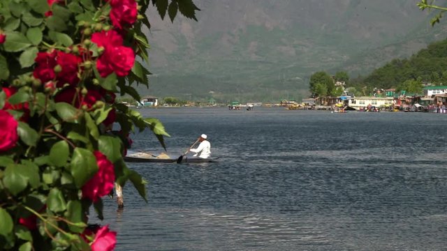 Wide shot of a man dressed in all white paddling a low canoe across Dal lake, with vibrant purple flowers in the foreground and mountains in the distance