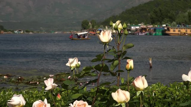 Close up of white roses swaying in the wind, with Dal lake and a mountainous distant shore in the background