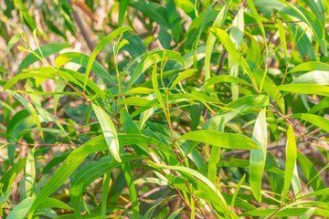 Acacia Mangium Willd fresh green leaves background in tropical forest