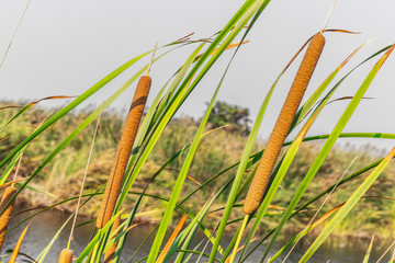 Closeup Bulrush, Cattail, Elephant grass, Flag, Narrowleaf cattail, Lesser reedmace, Reedmace tule (Typha Angustifolia) are growing in the pond