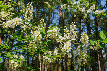 The snow-white flowers of the bird cherry against the background of spring greens.