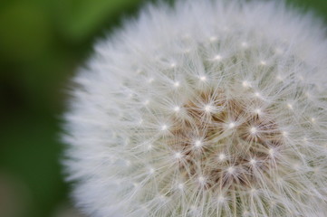 Close up of a dandelion blossom with copy space