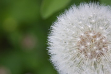 Close up of a dandelion blossom with copy space