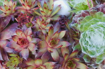 Close Up of sempervivum