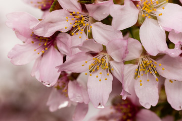 flowers of cherry tree