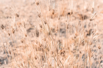 Fototapeta premium Beautiful dry soft and bright flowers of Swollen finger grass (Chloris Barbata) are growing in grassland in dry season as nature background and backdrop