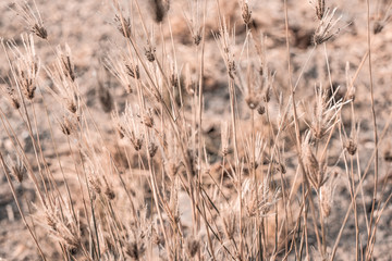 Fototapeta premium Beautiful dry soft and bright flowers of Swollen finger grass (Chloris Barbata) are growing in grassland in dry season as nature background and backdrop