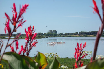 Marshes of the El Rocío, Huelva, Andalusia, Spain. Flamingos and other birds in the Doñana...