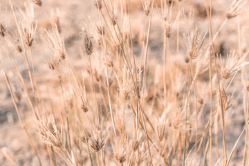 Beautiful dry soft and bright flowers of Swollen finger grass (Chloris Barbata) are growing in grassland in dry season as nature background and backdrop