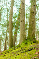 moss trees in the forest